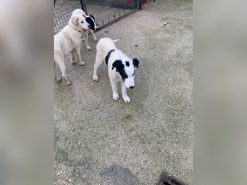 Pippo – Kleiner Mann ganz großartig!