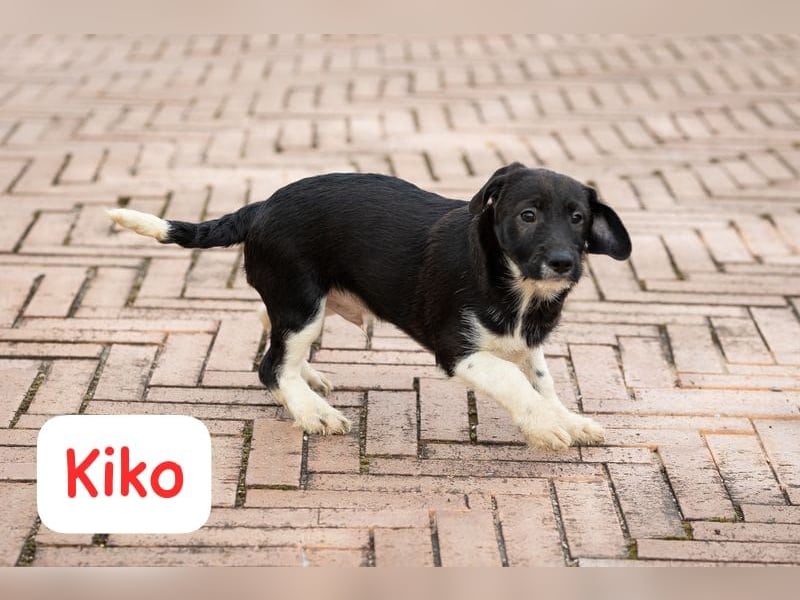 Kiko – auf geht’s,- ab nach Hause…….