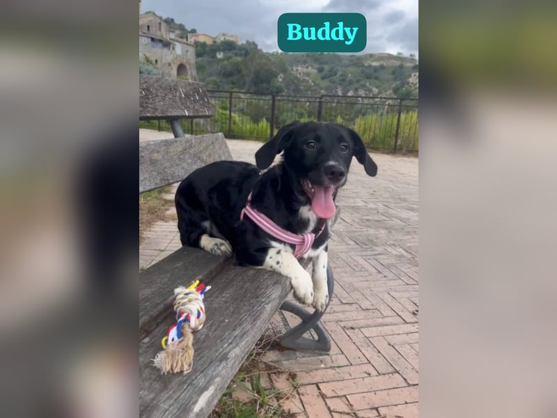Buddy – ein kleiner, feiner Freund -