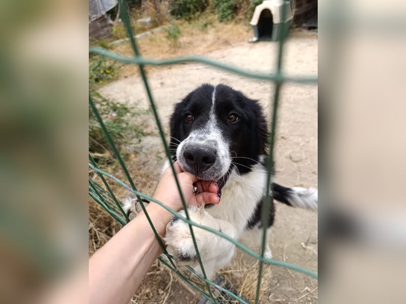 Nilo : “ Wann geht’s los mit dem Familienhundedasein?“