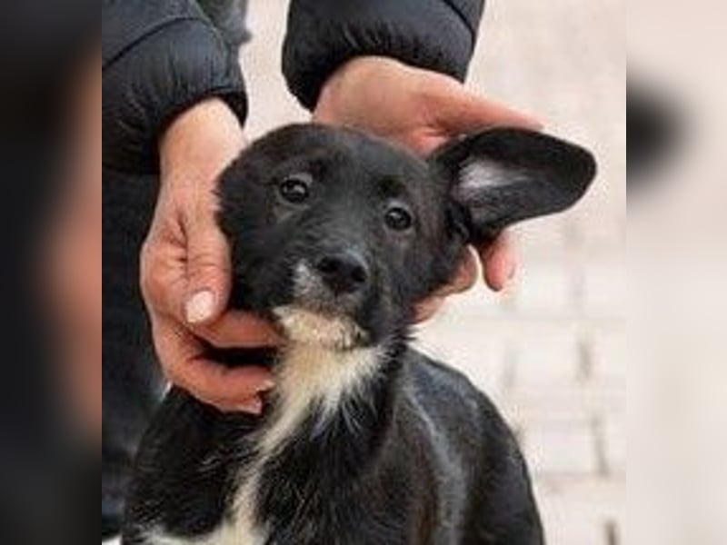 Kiko – auf geht’s,- ab nach Hause…….
