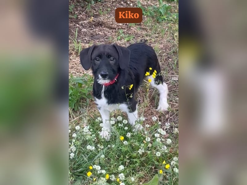 Kiko – auf geht’s,- ab nach Hause…….