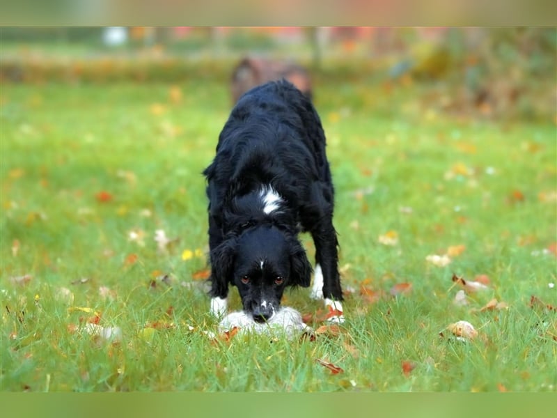 Maverik – der Hundehölle entronnen, aber wie sieht die Zukunft aus?