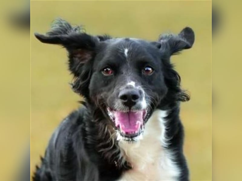 Maverik – der Hundehölle entronnen, aber wie sieht die Zukunft aus?