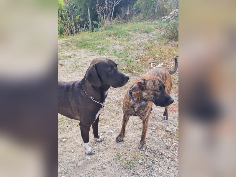 Giona – ein Hund und Gentleman!