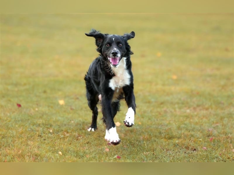 Maverik – der Hundehölle entronnen, aber wie sieht die Zukunft aus?