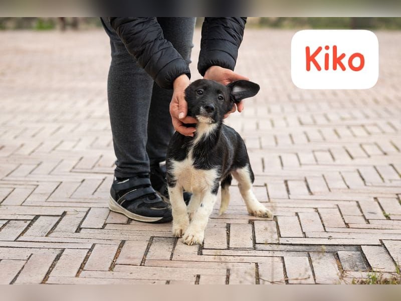 Kiko – auf geht’s,- ab nach Hause…….