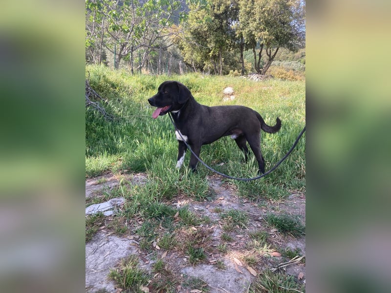 Giona – ein Hund und Gentleman!