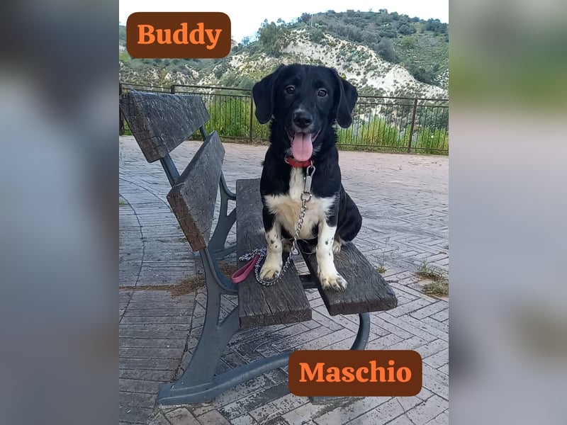 Buddy – ein kleiner, feiner Freund -
