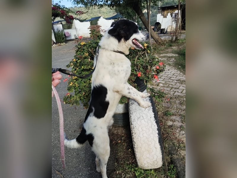 Teddy, der Pferdeflüsterer