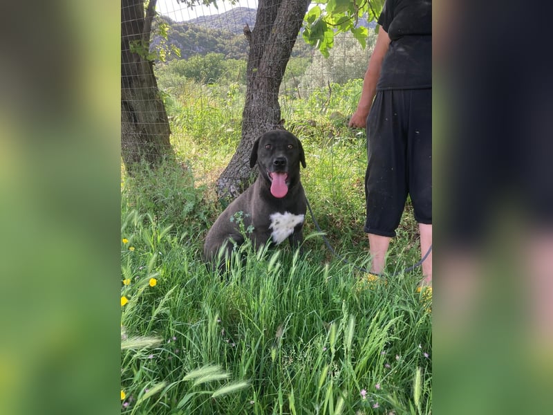 Giona – ein Hund und Gentleman!