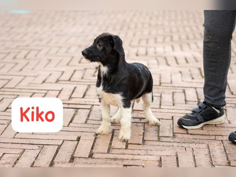Kiko – auf geht’s,- ab nach Hause…….