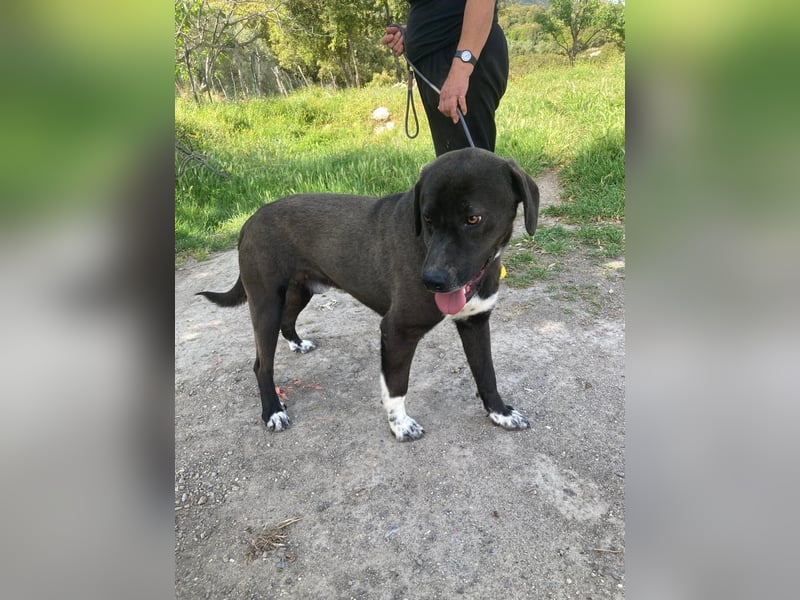 Giona – ein Hund und Gentleman!