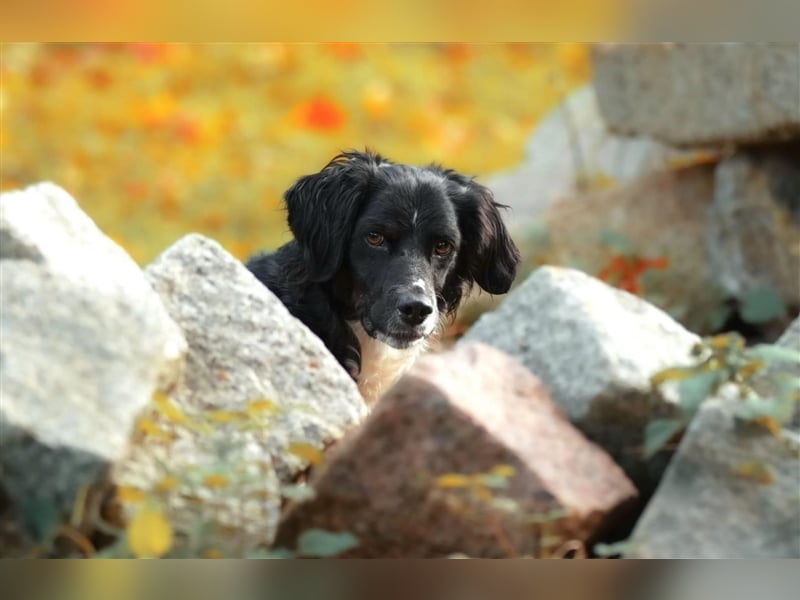 Maverik – der Hundehölle entronnen, aber wie sieht die Zukunft aus?