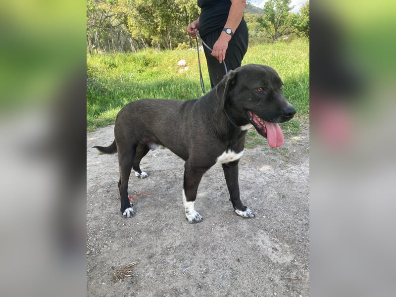 Giona – ein Hund und Gentleman!