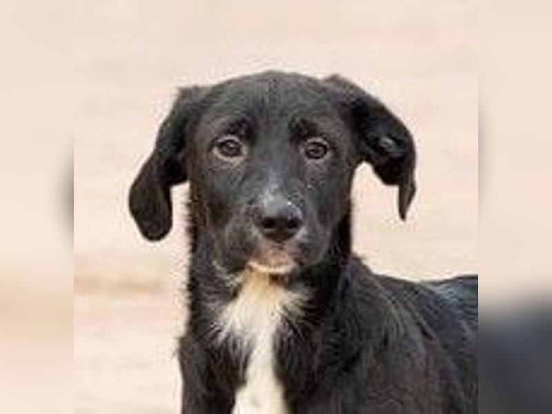 Buddy – ein kleiner, feiner Freund -