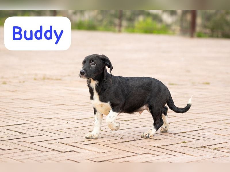 Buddy – ein kleiner, feiner Freund -