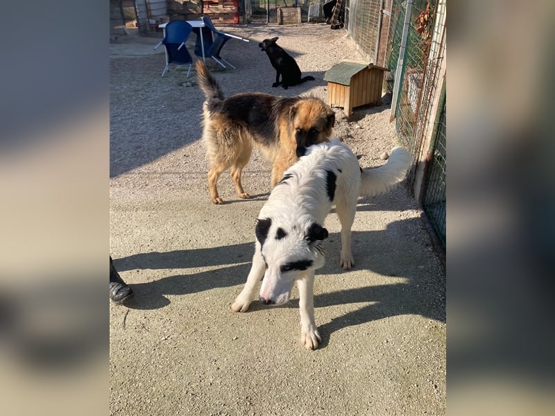 Pippo – Kleiner Mann ganz großartig!