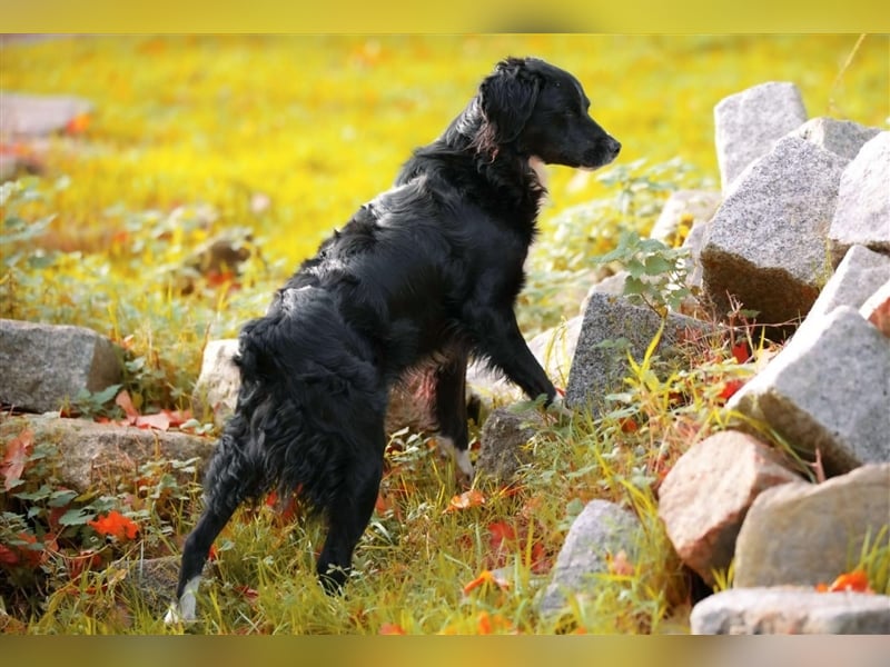 Maverik – der Hundehölle entronnen, aber wie sieht die Zukunft aus?