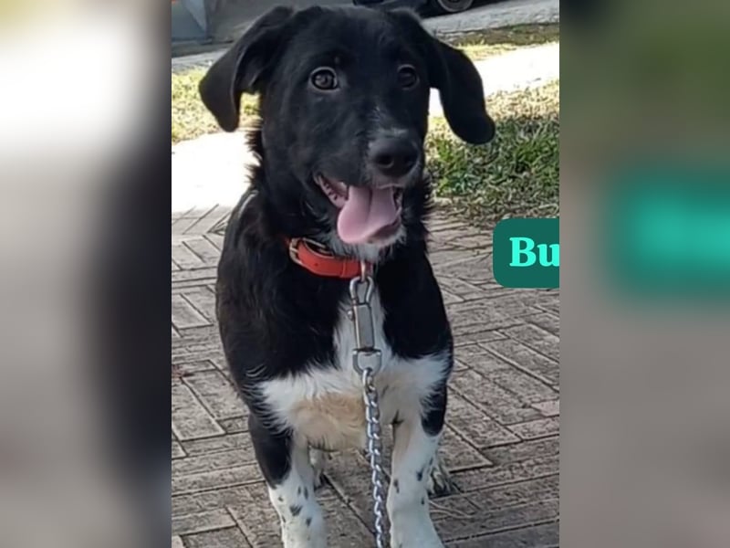 Buddy – ein kleiner, feiner Freund -