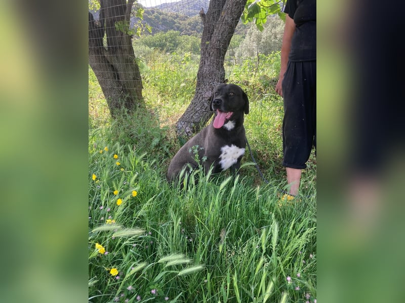 Giona – ein Hund und Gentleman!