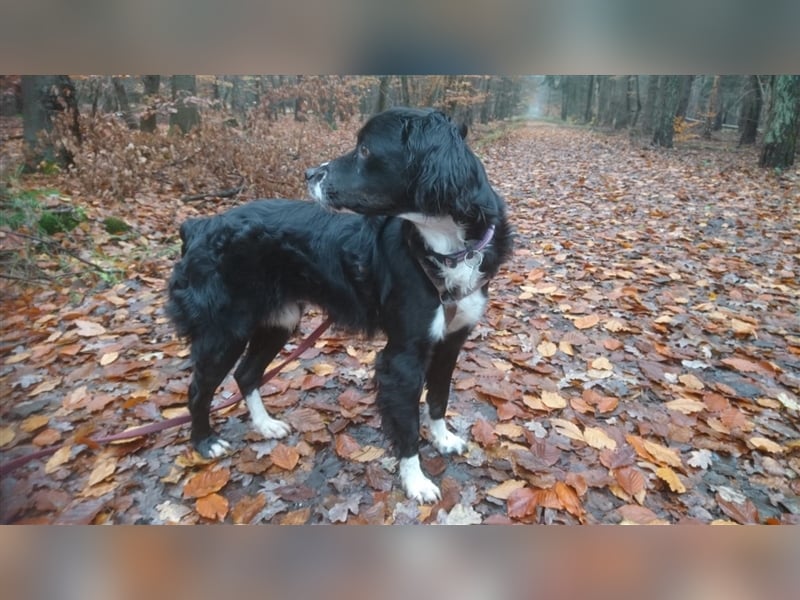 Maverik – der Hundehölle entronnen, aber wie sieht die Zukunft aus?