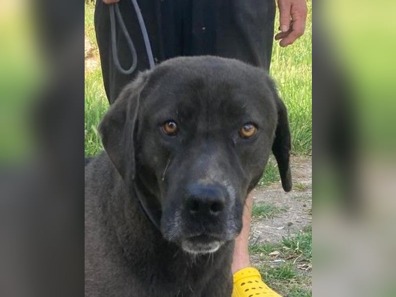 Giona – ein Hund und Gentleman!