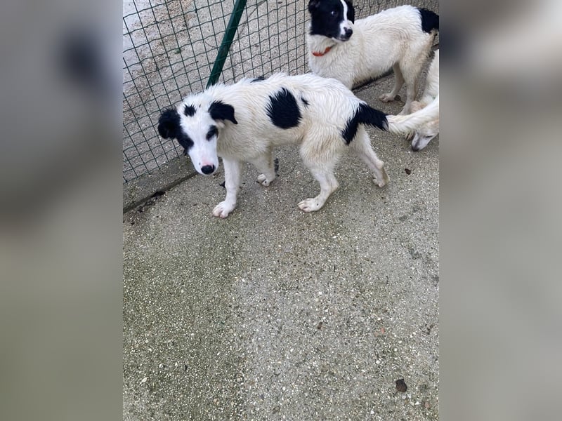 Pippo – Kleiner Mann ganz großartig!