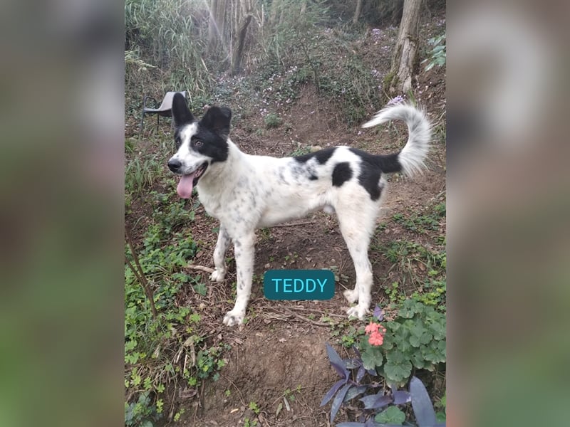 Teddy, der Pferdeflüsterer