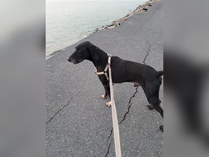 Siryus- Platz zum Leben gesucht!