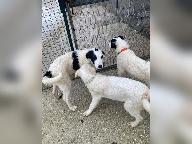 Pippo – Kleiner Mann ganz großartig!