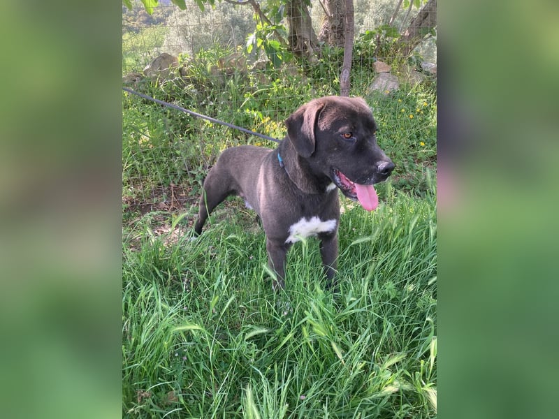 Giona – ein Hund und Gentleman!