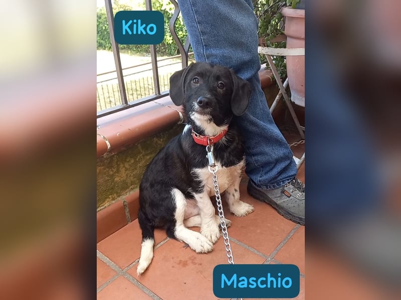 Kiko – auf geht’s,- ab nach Hause…….