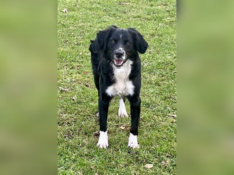 Maverik – der Hundehölle entronnen, aber wie sieht die Zukunft aus?