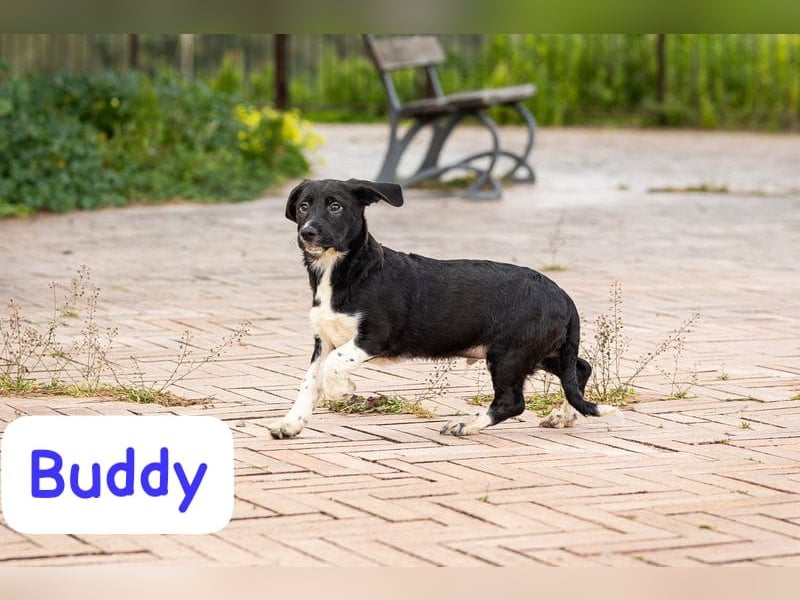Buddy – ein kleiner, feiner Freund -