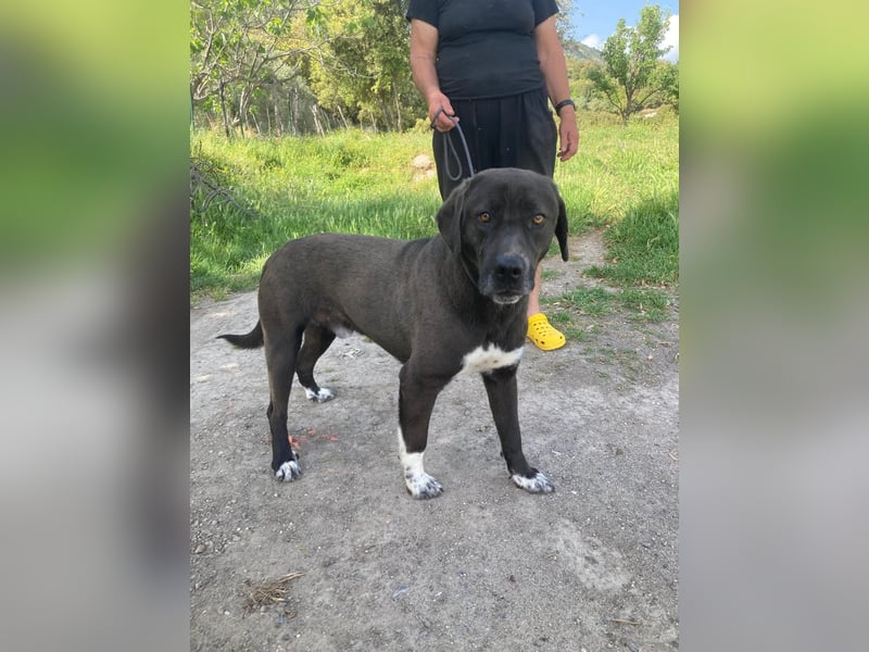 Giona – ein Hund und Gentleman!