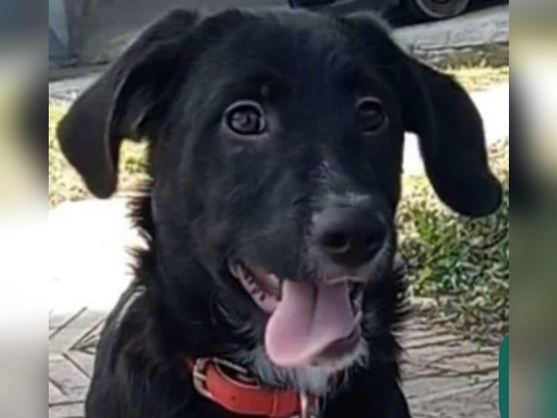 Buddy – ein kleiner, feiner Freund -