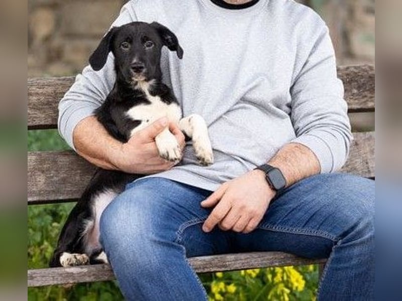 Buddy – ein kleiner, feiner Freund -