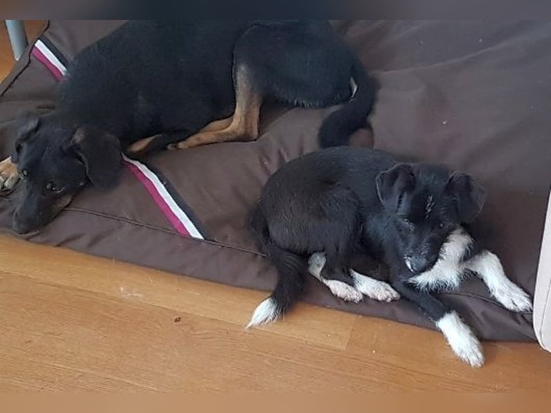 Snoopy - sanfter Schatz sucht Sicherheit und Liebe