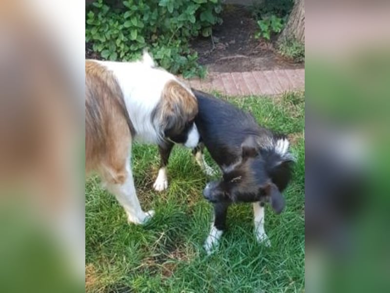 Snoopy - sanfter Schatz sucht Sicherheit und Liebe