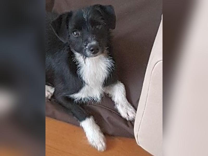 Snoopy - sanfter Schatz sucht Sicherheit und Liebe
