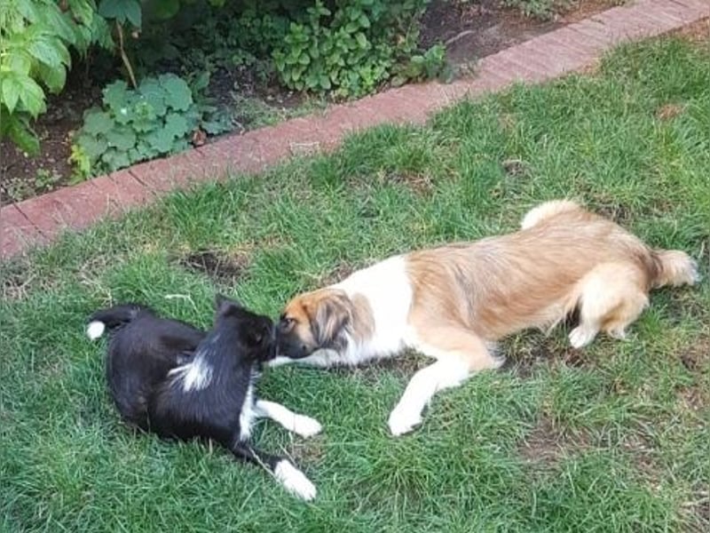 Snoopy - sanfter Schatz sucht Sicherheit und Liebe