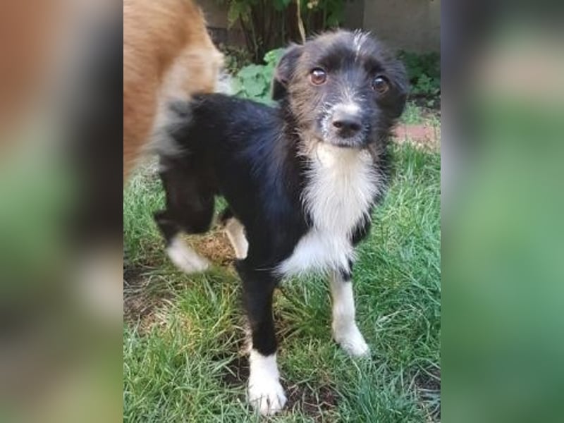 Snoopy - sanfter Schatz sucht Sicherheit und Liebe
