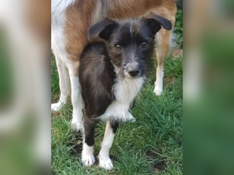 Snoopy - sanfter Schatz sucht Sicherheit und Liebe
