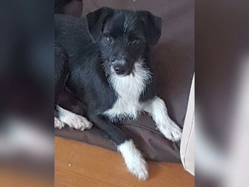 Snoopy - sanfter Schatz sucht Sicherheit und Liebe