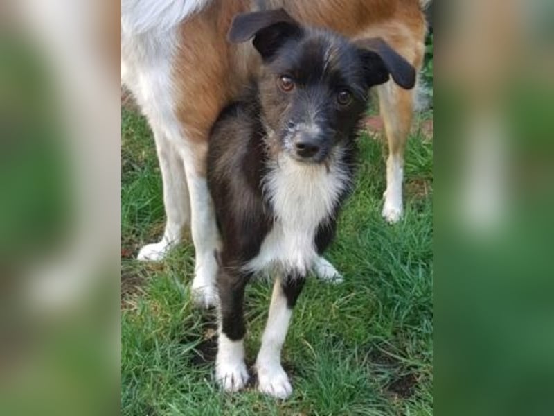 Snoopy - sanfter Schatz sucht Sicherheit und Liebe