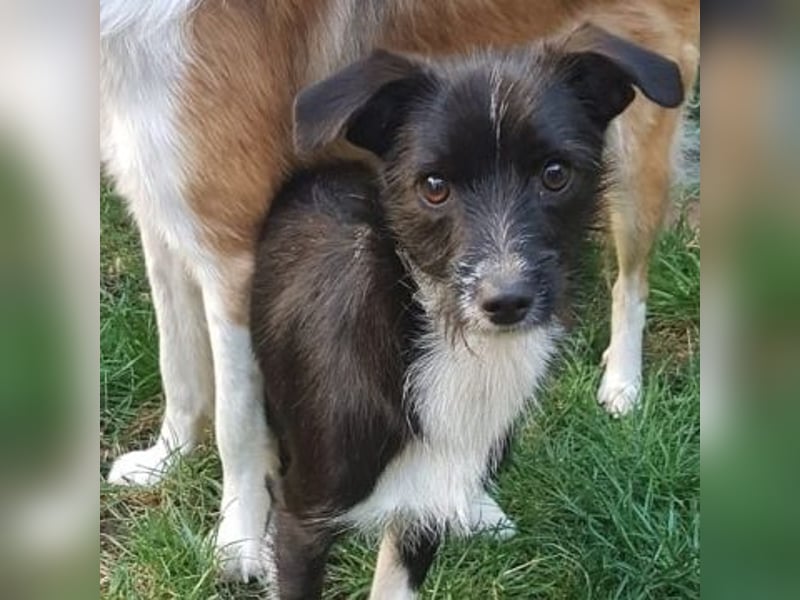 Snoopy - sanfter Schatz sucht Sicherheit und Liebe