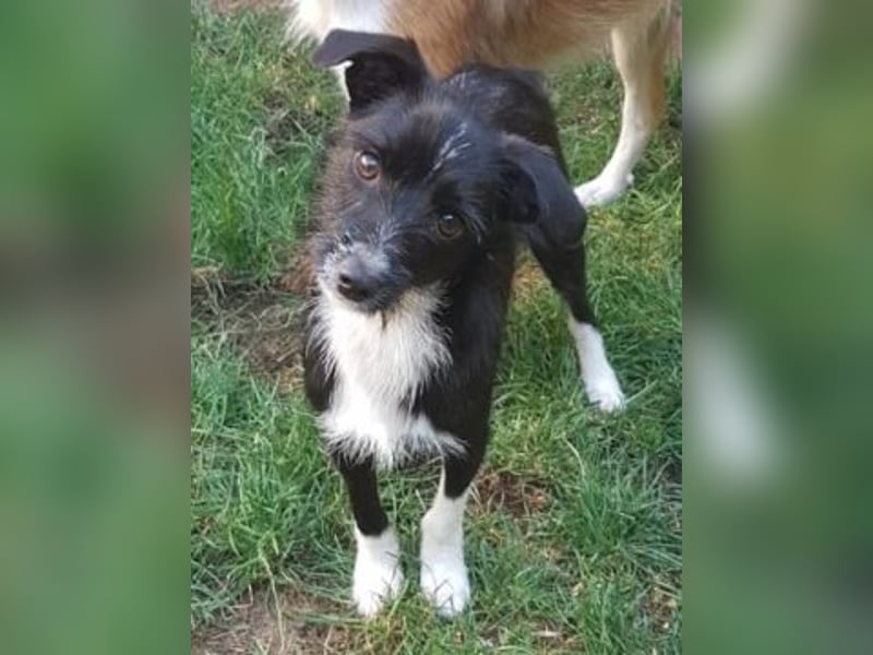 Snoopy - sanfter Schatz sucht Sicherheit und Liebe