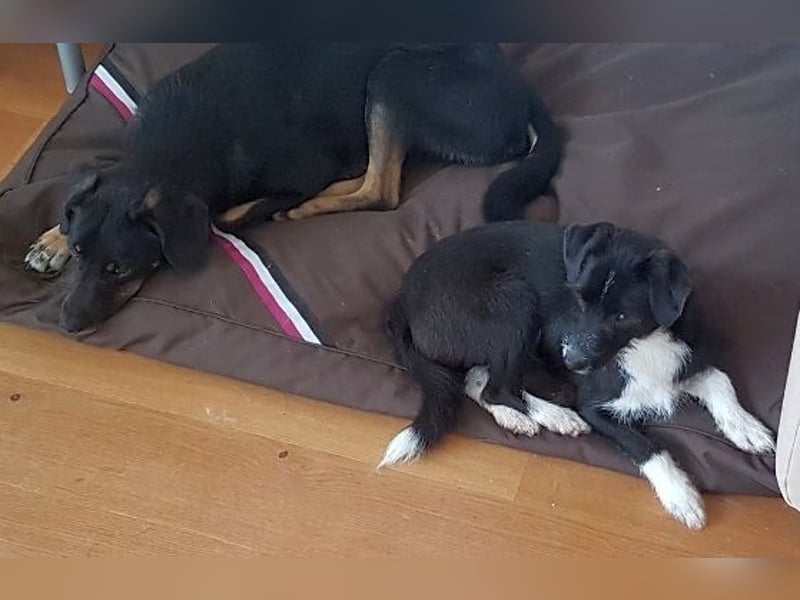 Snoopy - sanfter Schatz sucht Sicherheit und Liebe