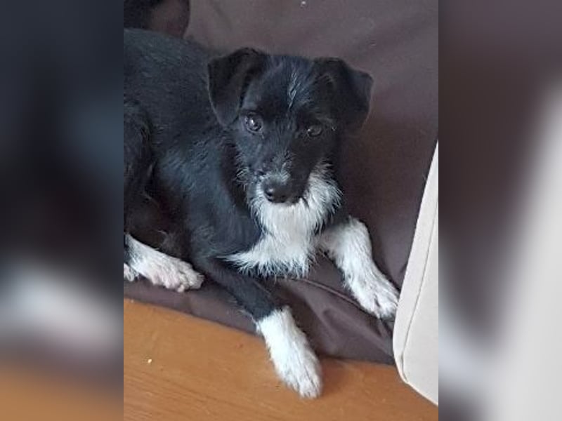 Snoopy - sanfter Schatz sucht Sicherheit und Liebe